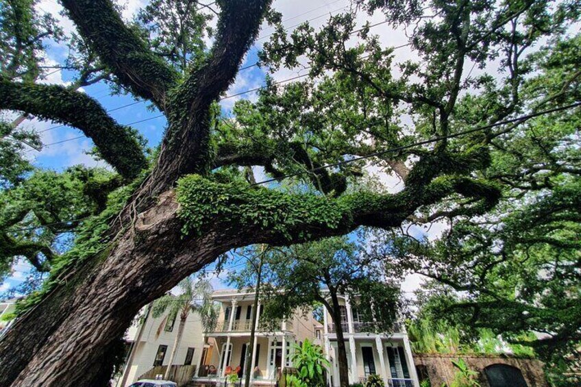 New Orleans Garden District & Cemetery Bike Tour
