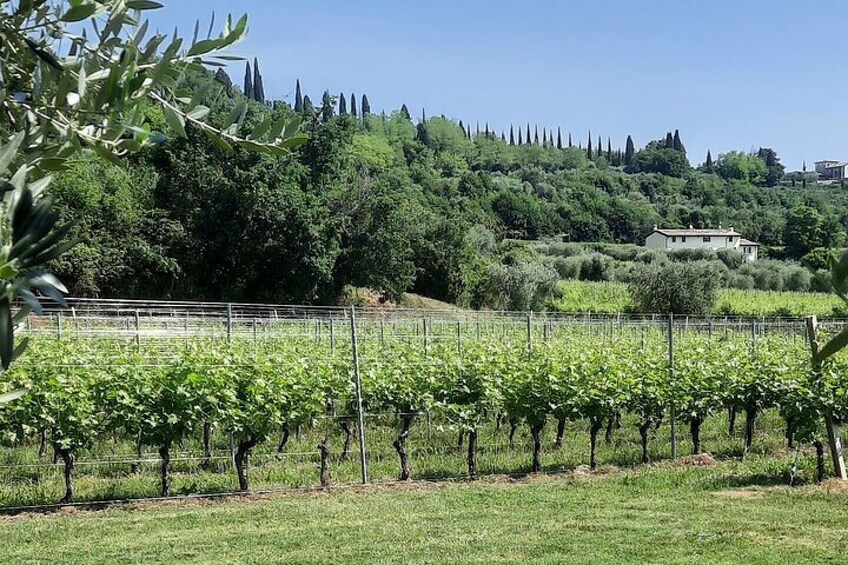 Bardolino Winery Tour and Tasting at Garda Lake in Italy