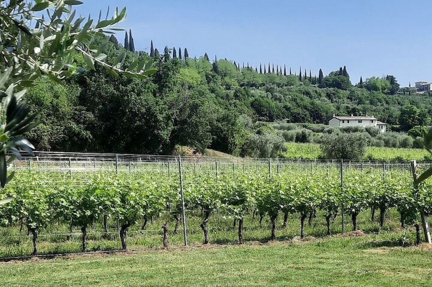 Bardolino Winery Tour and Tasting at Garda Lake in Italy