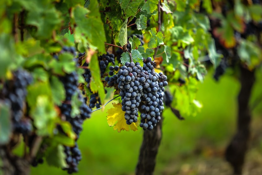 Grand Cru Château & Saint-Emilion Visit From Bordeaux