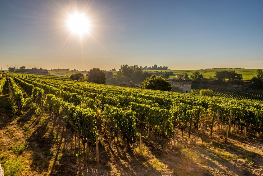 Grand Cru Château & Saint-Emilion Visit From Bordeaux 