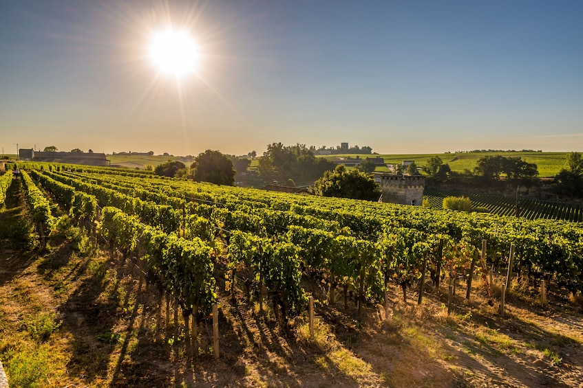 Grand Cru Château & Saint-Emilion Visit From Bordeaux