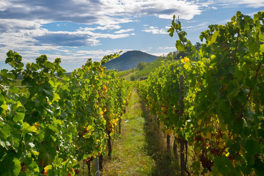 Alsace Full-Day Wine Tour From Strasbourg