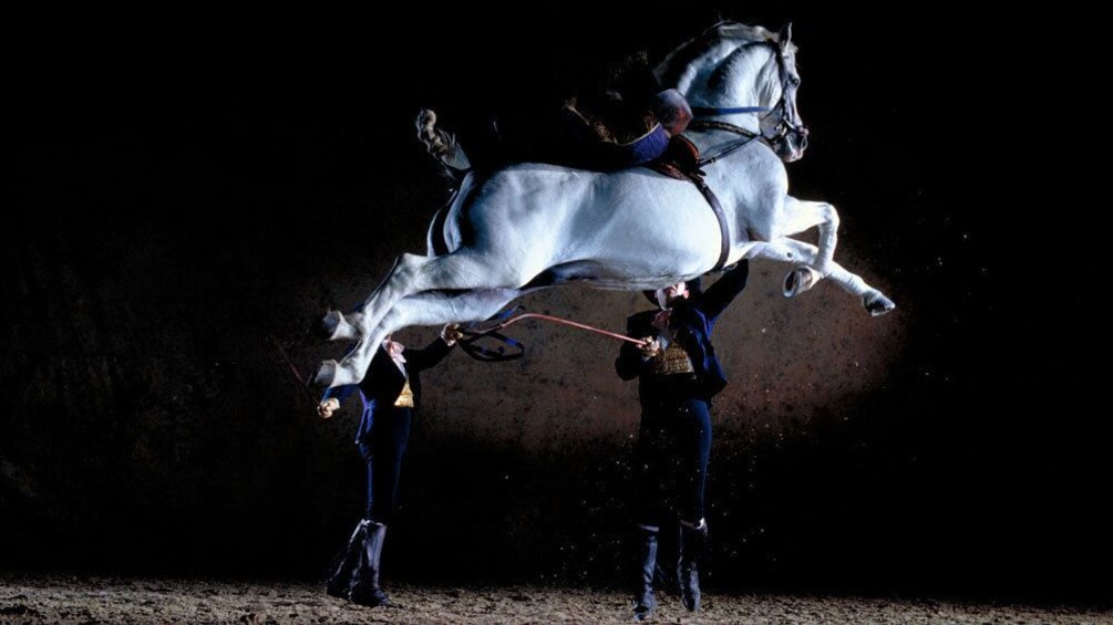 Horse leaping in the air during a performance