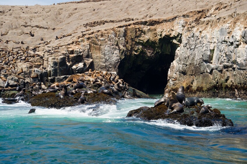 Palomino Islands, Swim With Sea Lions In The Pacific Ocean