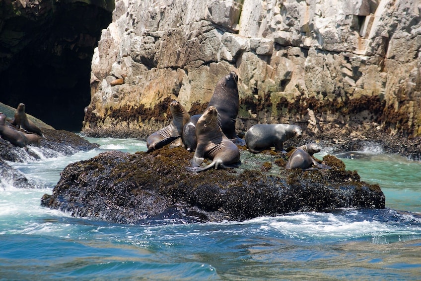 Palomino Islands, Swim With Sea Lions In The Pacific Ocean