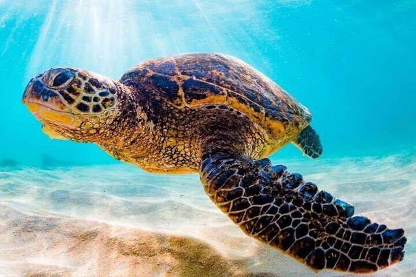 SUP Provo kayak paddling eco tours.
Explore and Learn with the eco experts