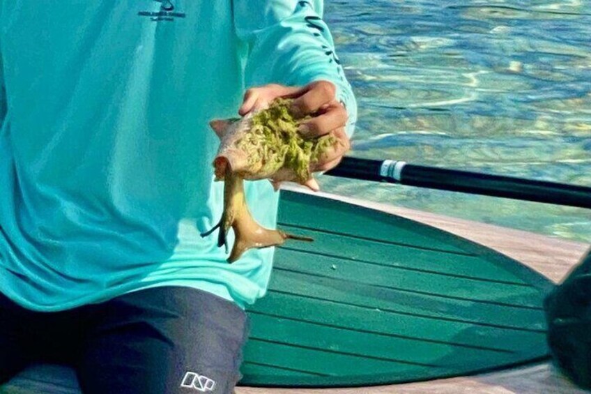 Turtle Eco Tour on Stand-Up Paddleboards or Kayaks into the National Marine Park