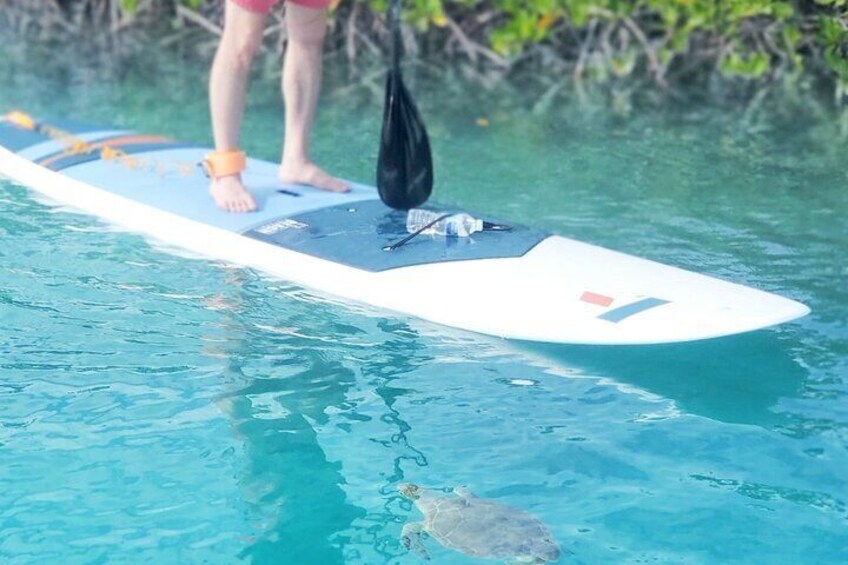Turtle Eco Tour on Stand-Up Paddleboards or Kayaks into the National Marine Park