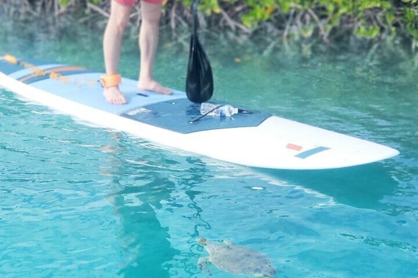 Turtle Eco Tour on Stand-Up Paddleboards or Kayaks into the National Marine Park