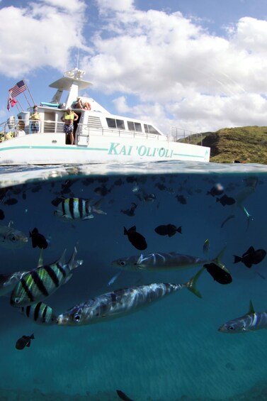 Snorkeling, Hawaiian Buffet, and Dolphin Watch- AM, PM or Sunset Cruise - 
