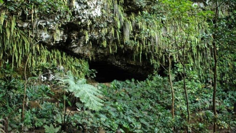 Fern Grotto Cruise 