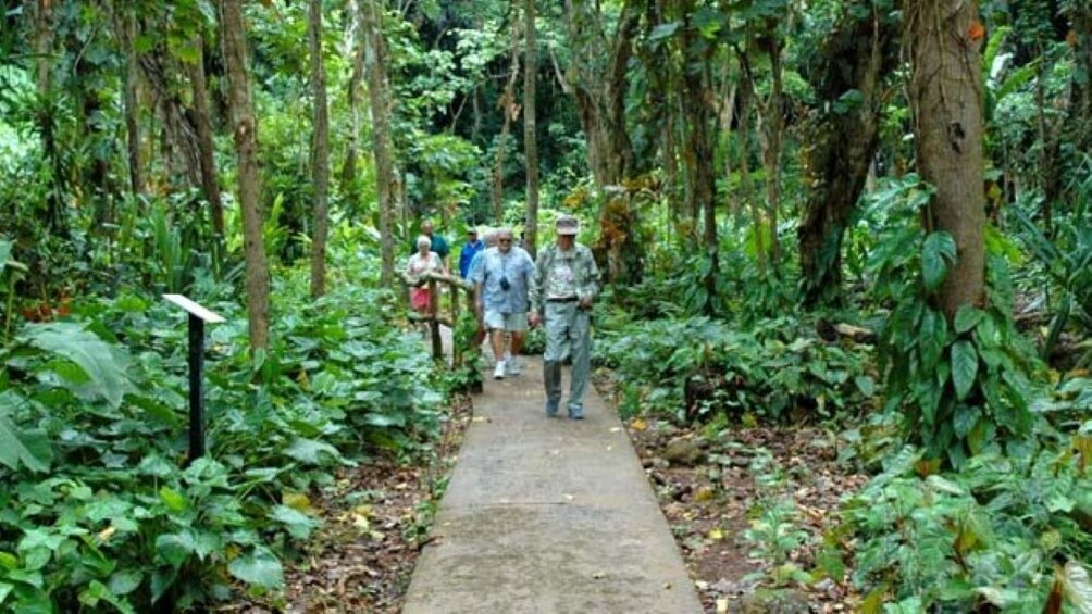 Fern Grotto Cruise 