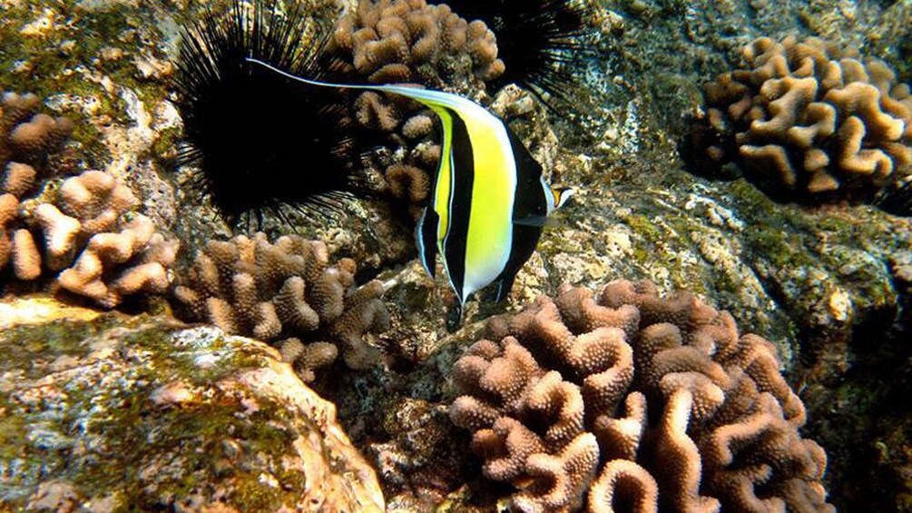 Striped fish in the corral reef of the pacific ocean 