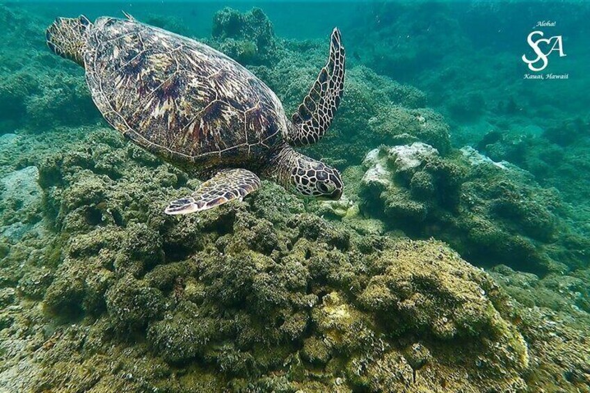 Kauai Snorkeling Adventure