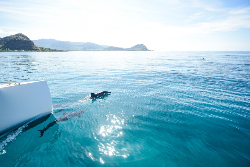 Kona Snorkel, Sail and Lunch