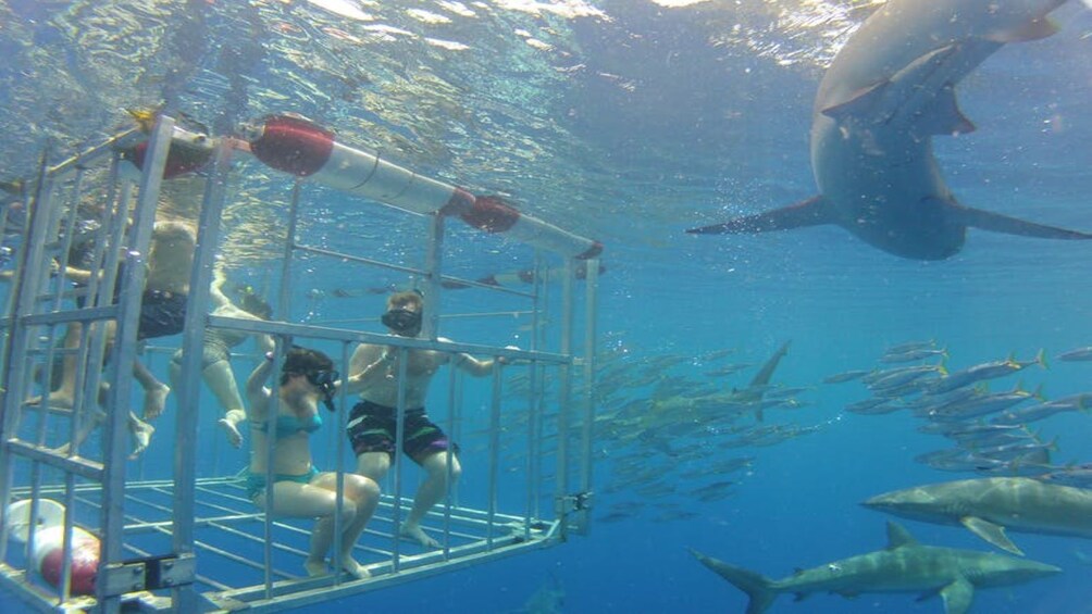 Swim with Sharks North Shore Adventure
