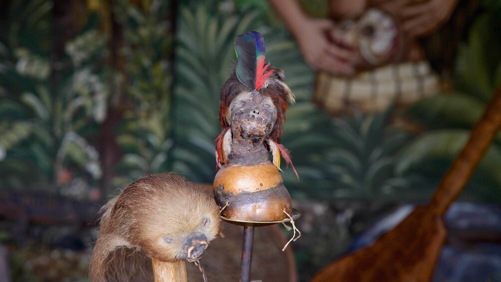 Shrunken heads at the Solar Museum in Quito
