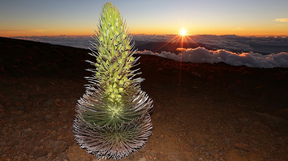 Yucca plant in the Haleakala national park in Maui Hawaii