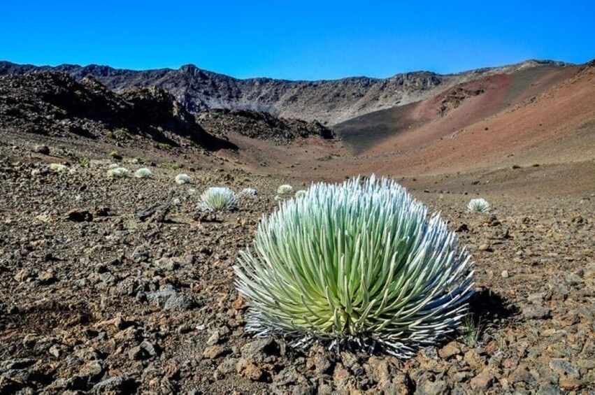 Haleakala Sunrise Tour w/ Breakfast