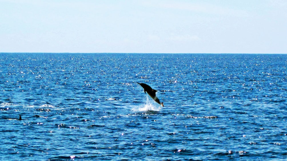 Dolphin leaping out of the water in Oahu