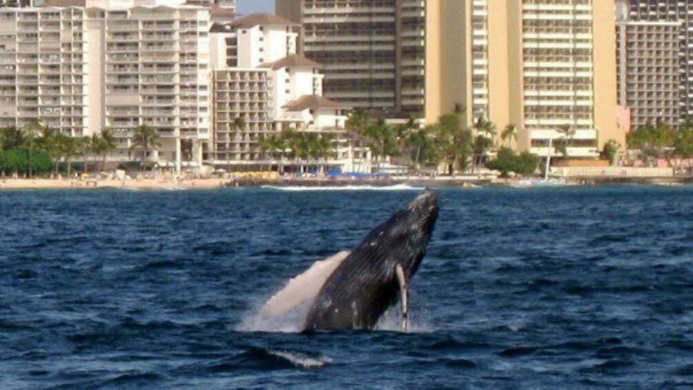 Breaching whale off the coast of Oahu