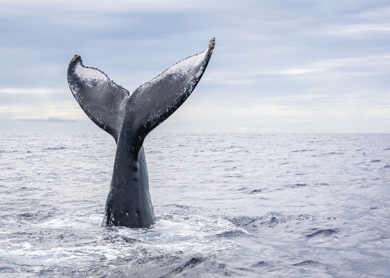 Zodiac Whale Watching from Victoria