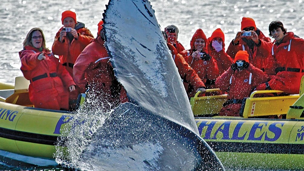 Whale watching tour in Vancouver BC 