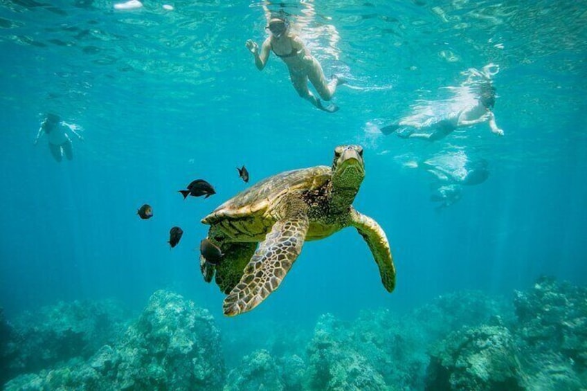 Half-Day Snorkel trip on a Charming Hawaiin Catamaran 8AM-1PM