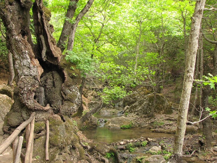 Valley of the Butterflies & Chalki Island Excursion