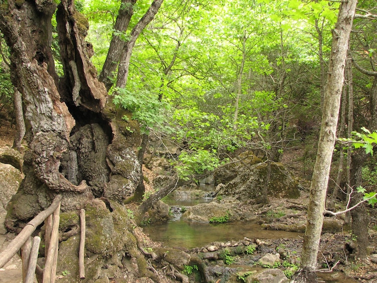 Valley of the Butterflies & Chalki Island Excursion