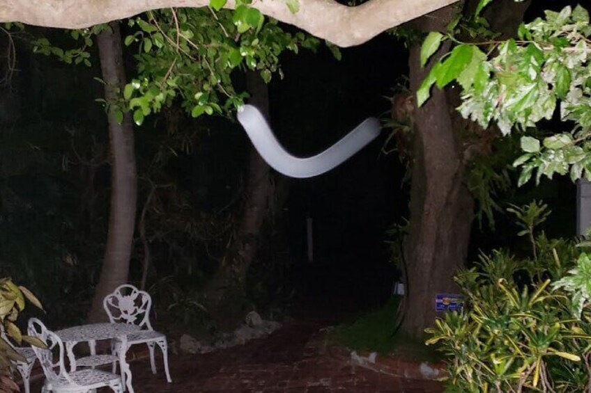 Orb captured in the backyard of a historic haunted mansion in Key West