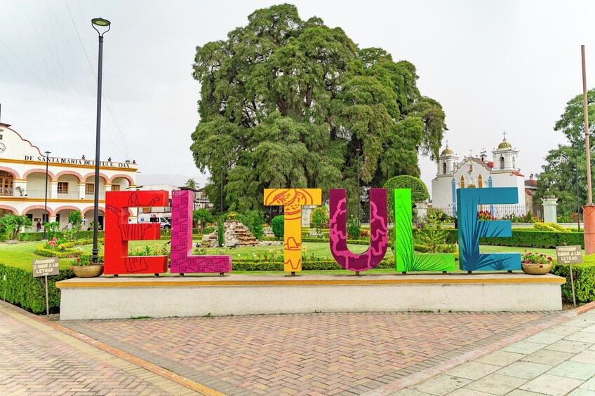The Tule Tree by Bicycle from Oaxaca
