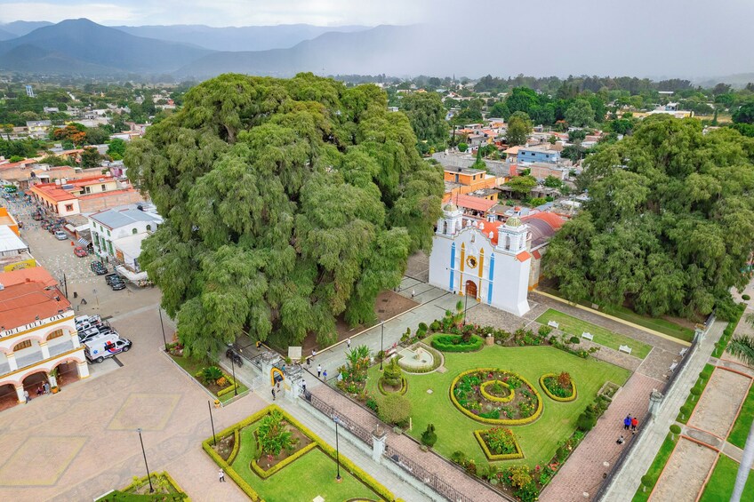 The Tule Tree by Bicycle from Oaxaca