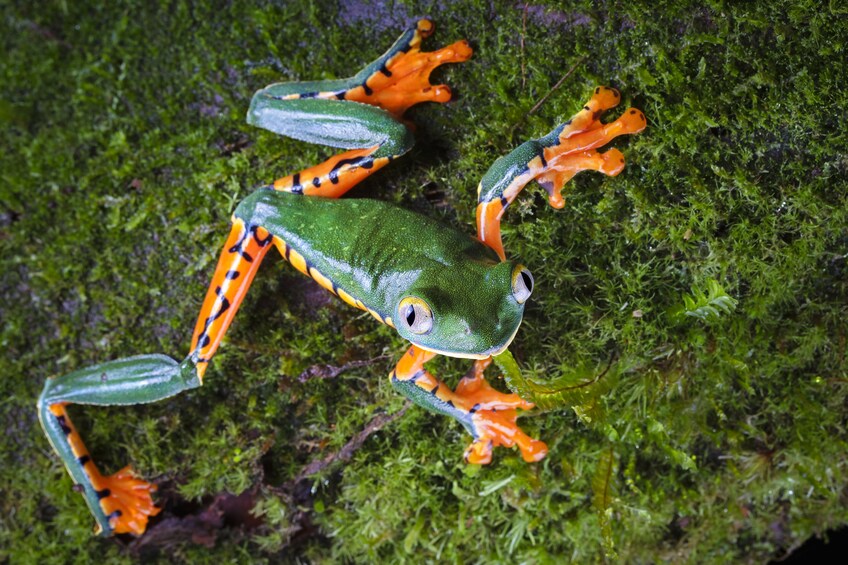 Rainforest Hiking Adventure