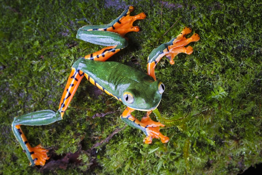 Rainforest Hiking Adventure