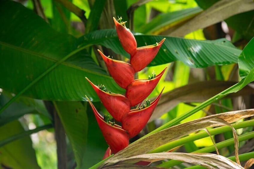 Don Olivo Chocolate Tour
