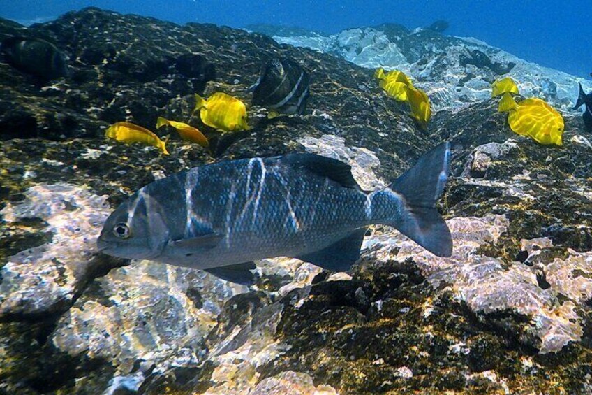 Kona Coast Cruise: Snorkel Kealakekua Bay & Dolphin Encounter
