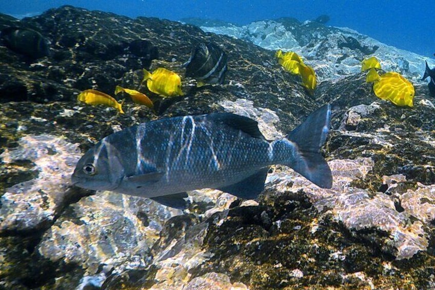 Kona Coast Cruise: Snorkel Kealakekua Bay & Dolphin Encounter