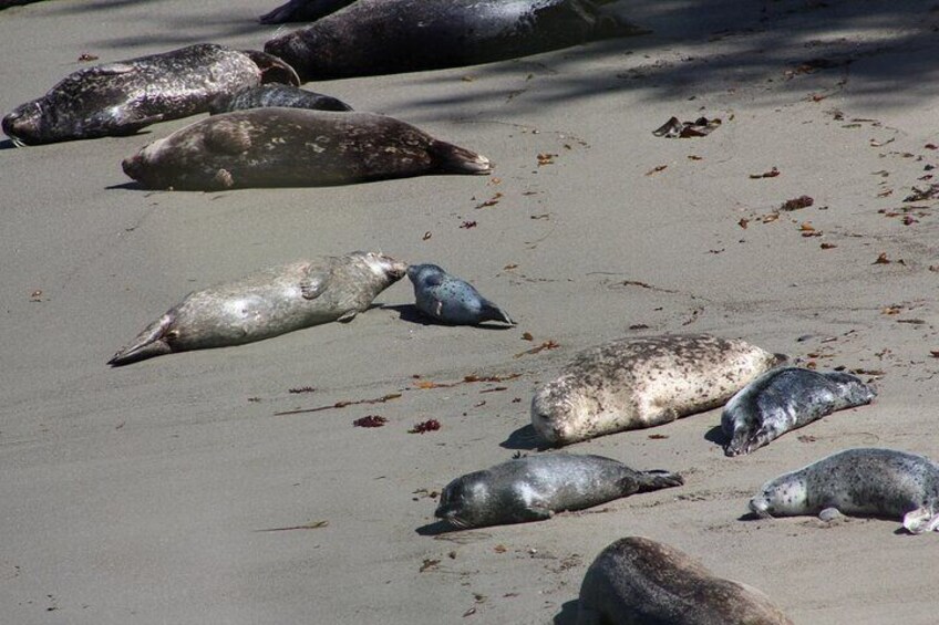 Harbor Seal mothers and pups on the bach.