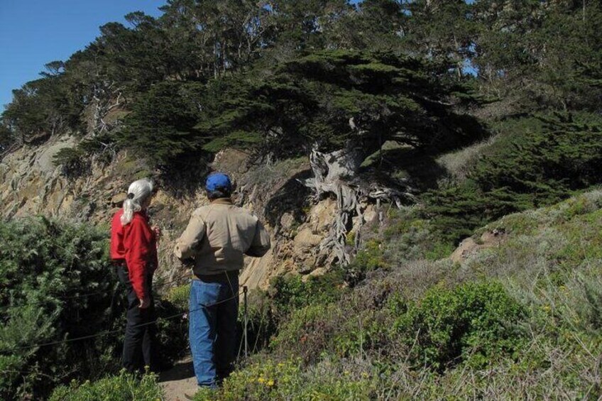 This magnificent Monterey cypress tree clinging to the cliff has stood the test of time.
