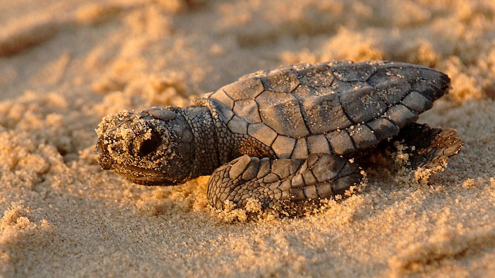 Adorable tiny baby turtle in the sand in Mexico