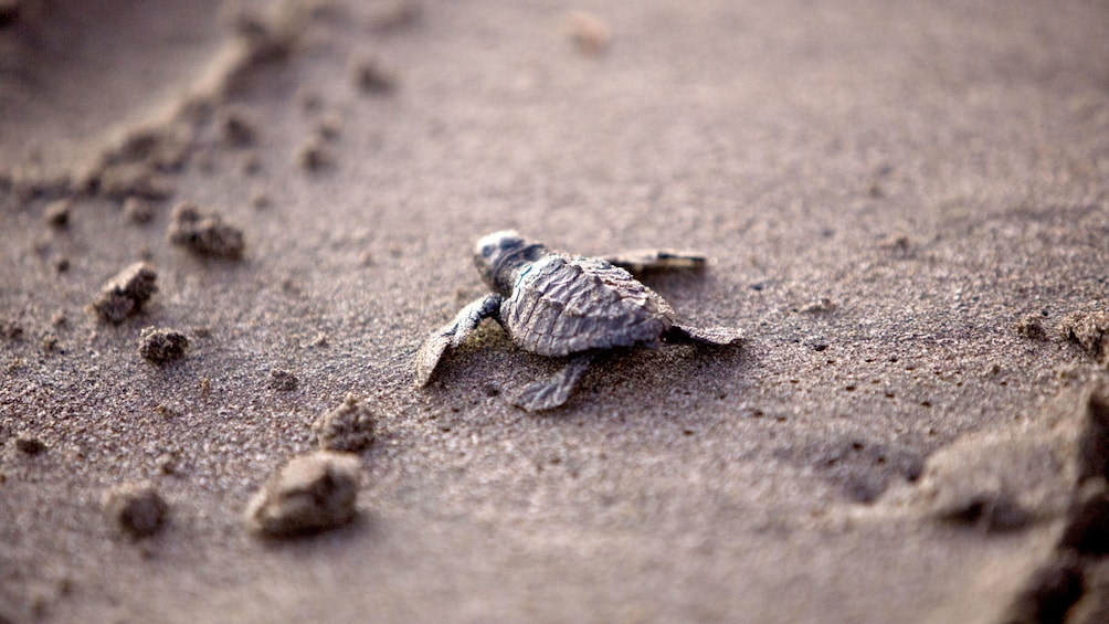 Baby turtle crawling on the sand in Mexico