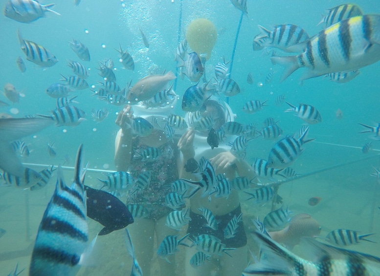 Picture 1 for Activity Cham Island: Underwater Walking & Snorkeling Tour