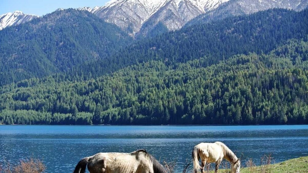 9-Day Wellness And Adventure in Great Himalayan National Park : Manali