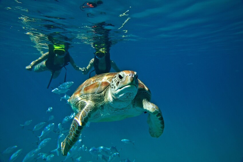 Barbados Swim, Snorkel and Wildlife Experience