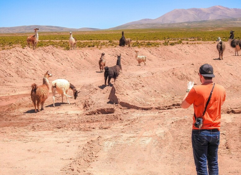 Picture 9 for Activity La Paz: Uyuni Salt Flats & Isla Incahuasi 5-Day Bus Tour