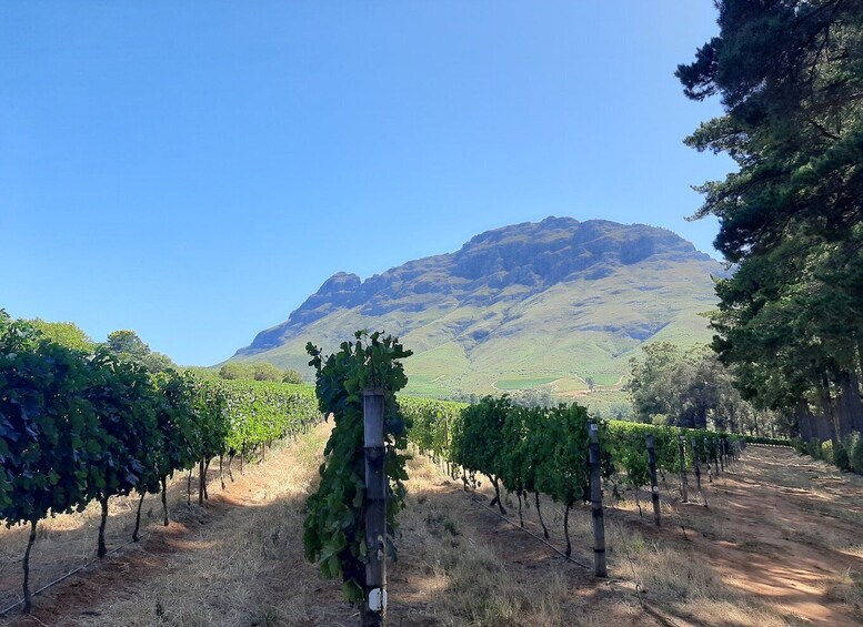 Picture 2 for Activity From Stellenbosch: Stellenbosch Guided Vineyard Walk