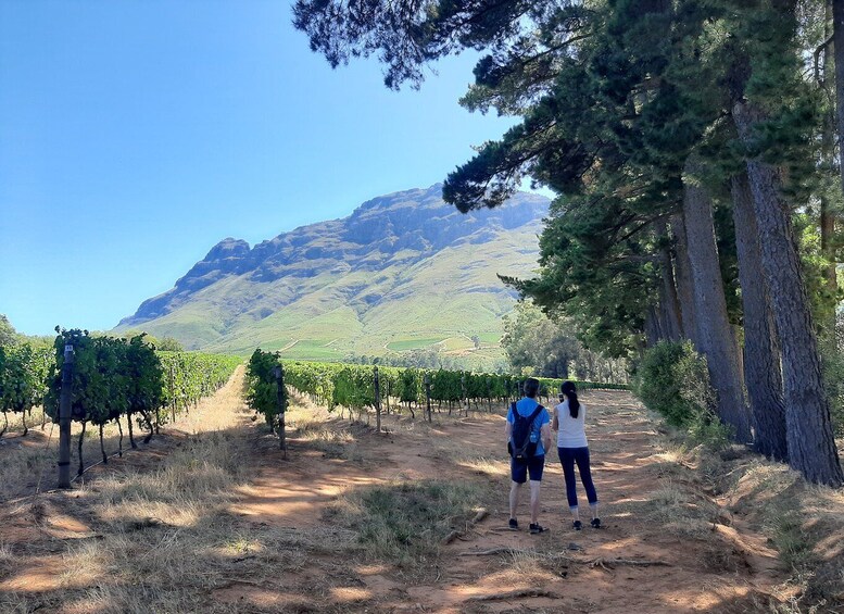 Picture 3 for Activity From Stellenbosch: Stellenbosch Guided Vineyard Walk