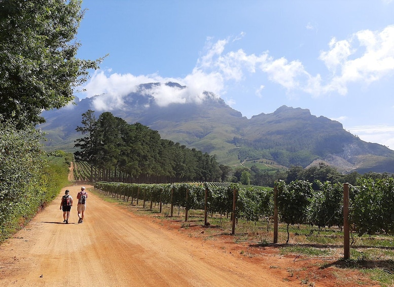 From Stellenbosch: Stellenbosch Guided Vineyard Walk
